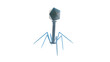 © Science RF - Bacteriophage, illustration