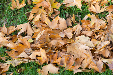 Poster - background of autumn leaves