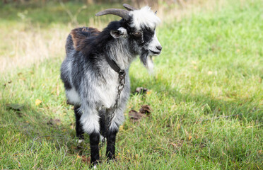 Sticker - goat grazing in the meadow