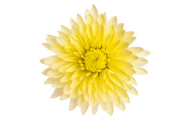 Wall Mural - yellow chrysanthemum isolated