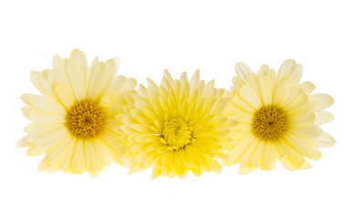 Wall Mural - yellow chrysanthemum isolated