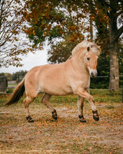 Fjord Horse Gelding Showing His Moves In Freedom In Autumn 