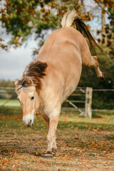 Wall Mural - Fjord horse bucking and frolicking in freedom 