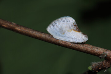 natural ricania insect macro photo