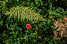Red Russula In Moss Under Fern Leaves. Close-up. Selective Focus.