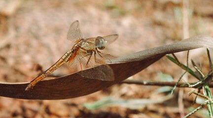 Poster - Macro shot of a beautiful orange dragonfly on a dry leaf