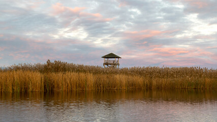 Wall Mural - wooden lookout tower, golden hour in swamp lake, lakeside reeds and birch grove in reflection of water surface with reflections in calm water, autumn
