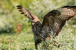 © georgigerdzhikov - Common Buzzard in natural habitat