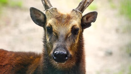 Poster - Philippine sika deer looking at the camera in the forest