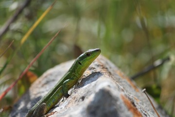 Poster - Closeup shot of a green lizard crawling on a rock on a field