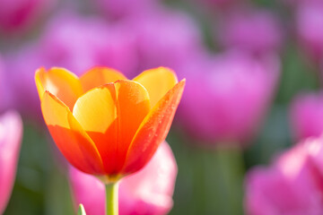 Wall Mural - orange tulip flower in close up with raindrop