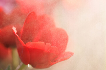 Wall Mural - red tulip flower in close up with raindrop