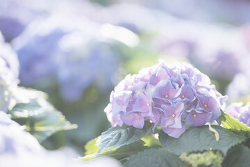 Wall Mural - hydrangea flower in close up with sunlight