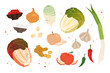 Cabbage kimchi and various kimchi ingredients. Korean traditional food concept vector element illustration collection.