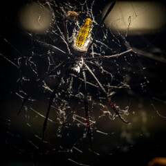 spider on the web