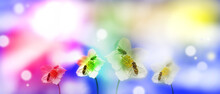 Fairytale Spring Or Summer Fantasy Floral Banner With White Primrose Flowers And Bee,  Art Colorful Shining Sun Flares