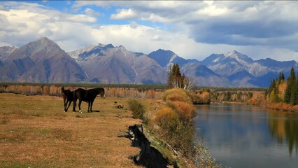 Wall Mural - horses graze on the bank of irkut river against the backdrop of the eastern sayan mountain range on 