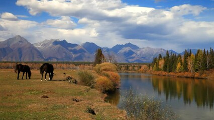 Wall Mural - Horses graze on the bank of a calm river against the backdrop of the Eastern Sayan Mountain range on sunny September day. Beautiful autumn landscape. Buryatia, Irkut river, Tunka valley