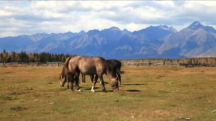 Wall Mural - horses graze in a meadow in a foothill valley on a sunny september day. rural autumn landscape. bury
