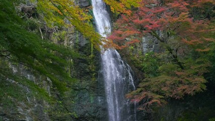 Fototapete - Minoo waterfall with red maple leaf in Autumn season, Osaka, Japan