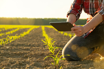 Farmer woman working in agricultural field using digital tablet computer at sunset