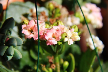 Wall Mural - Kalanchoe blossfeldiana