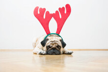 A Sad Beige Pug Dog With Red Deer Antlers Lies On A Wooden Floor Against A White Wall. Concept Of Christmas And New Year.