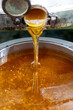 Apiculture - A la miellerie - Gros plan sur du miel coulant de l'extracteur dans un tamis posé sur un seau