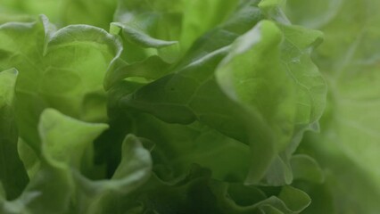 Poster - lettuce leaves rotate in a circle