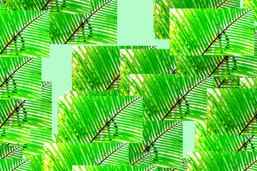 Abstract background with coconut palm leaves pattern.