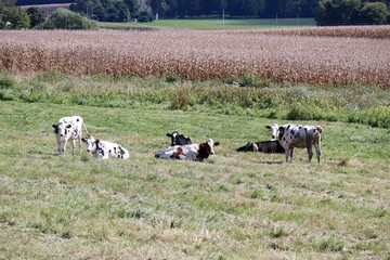 Sticker - cows in a field