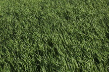 Festuca Arundinacea Palma, Aka Tall Fescue - A Very Popular High Standard Forage Grass - Cultivated On A Farmland In Tuscany, Italy. Horizontal, Full Frame, Abstract Background. 