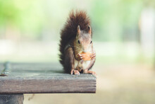 Sweet Squirrel On Wooden Table
