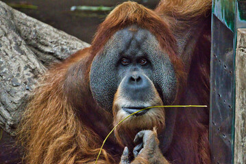 Orangutan 