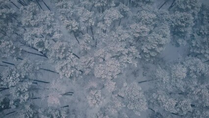 Canvas Print - Flying over old pine trees covered in snow. Gloomy and cloudy weather, trees in snow, drone top-down footage