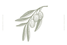Hand-drawn Branch With Fruits Of An Olive Tree. Olives In Engraving Style On An Isolated Background. Vector Illustration For Beauty Studio, Organic Cosmetics, Spa, Shop.