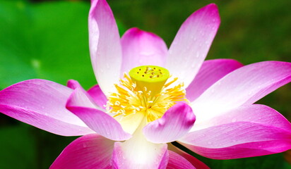 pink lotus flower