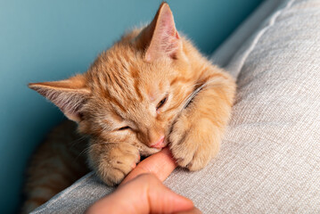 Close up of cute little red kitten, while its bitting owners finger, blue background