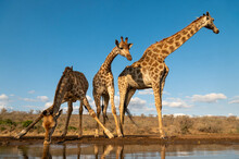 Three Giraffes At A Water Hole