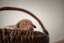 Newborn Pit Bull Terrier Puppies In The Studio Close-up.