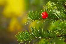 Close-up Of A Red Berry Of Yew (Taxus Baccata) On The Green Tree Branch On A Sunny Autumn Day