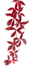 Poster - Parthenocissus quinquefolia en automne	