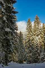 Poster - Vertical shot of natural landscape with green trees covered in snow on winter day under blue sky