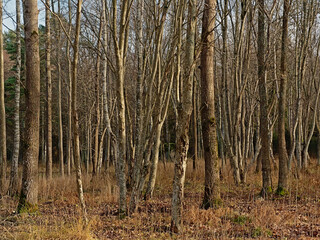 Sunny winter forest with bare trees under a blue sky in the Estonian countryside near Tallinn 