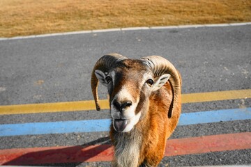 Wall Mural - Funny brown goat showing the tongue