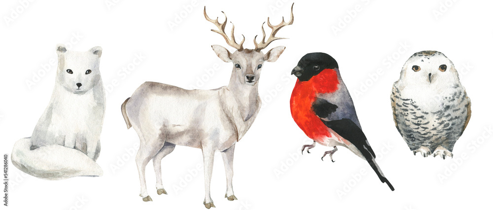 Winter animals and birds. Cut out hand drawn PNG illustration on ...