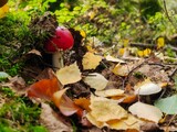 Fototapeta Psy - mushrooms in autumn forest