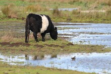 Fluffy Black White Belted Galloway Cow Drinking From A Pond At A Nature Reserve