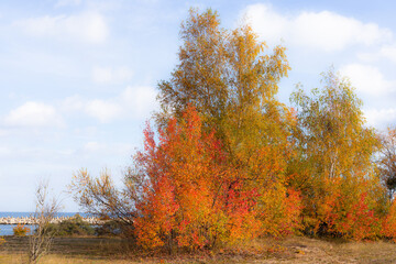 A colorful clump of trees at the Gorki Zachodnie beach in Gdansk