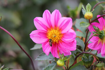 Wall Mural - flowers